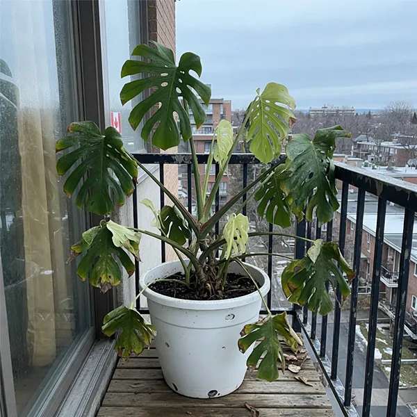 Struggling monstera